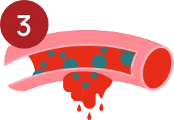 Primary hemostasis step 3.