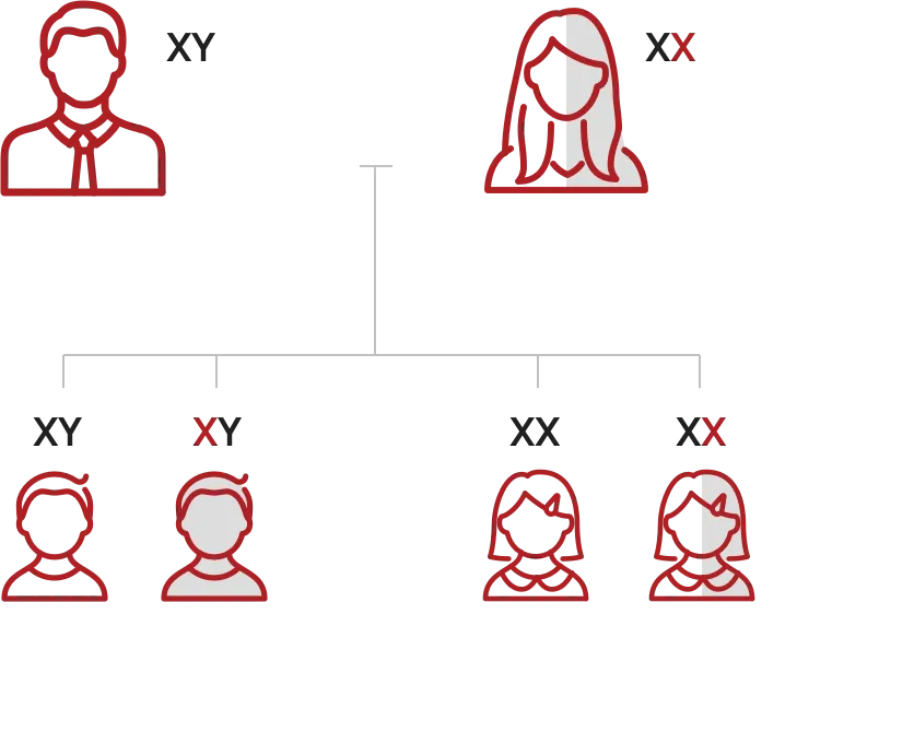 Diagram about how hemophilia B genetics work.